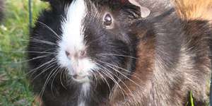 Meerschweinchen und Kinder