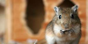 Rennmauskalender 2016