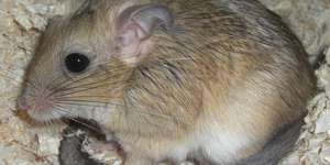 Buschschwanz Rennmaus