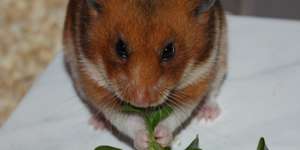 Farb- und Fellvarianten