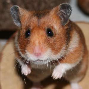 Goldhamster