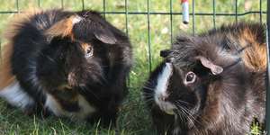 Tod von Meerschweinchen