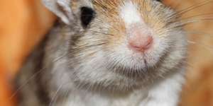 Eine Rennmaus altert