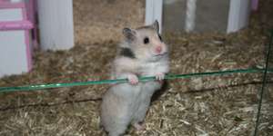 Körperbau und Sinne