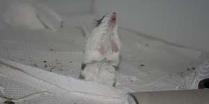 Körperbau und Sinne