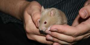 Hochheben und tragen