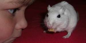 Rennmäuse als Haustiere