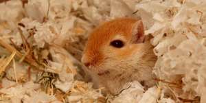 Rennmauskalender 2014