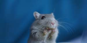 Rennmauskalender 2011