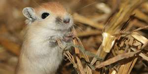 Geschlechter unterscheiden