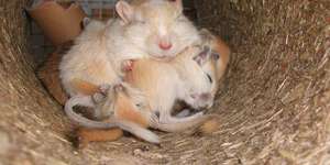 Ungeplanter Nachwuchs