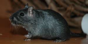 Fressen des Kadavers