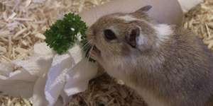 Toilettenpapierhäuschen