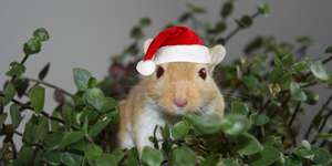 Adventskalender 2016