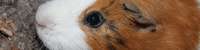 Meerschweinchen und andere Tiere