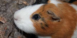 Meerschweinchen und andere Tiere