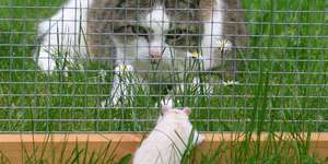 Mäuse und andere Tiere