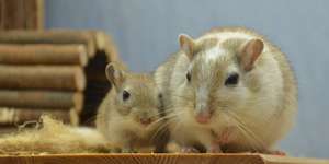 Basteln für Rennmäuse