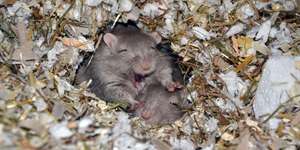 Rennmauskalender 2013