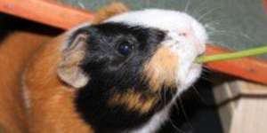 Hochheben und tragen